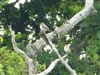 Spotted Flycatcher