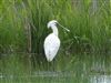Spoonbill