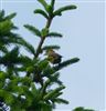 Crossbill