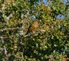 Crossbill