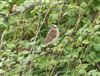 Whinchat