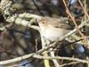 Photo of Siberian Chiffchaff at Roud Sewage Works, Isle of Wight. Taken by Ollie Davis on 10th January 2026.