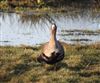 Photo of Russian White-fronted Goose at Brading Marsh, Isle of Wight. Taken by Ollie Davis on 10th January 2026.