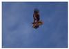 Photo of White-tailed Eagle at Gatcombe, Isle of Wight. Taken by Lee Hodge on 23rd January 2026.