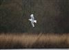 Photo of Kittiwake at Sandown Canoe Lake, Isle of Wight. Taken by Martin Hunnybun on 22nd February 2026.