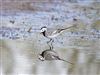 Photo of White Wagtail at Newtown NNR, Isle of Wight. Taken by Simon Linington on 25th March 2026.