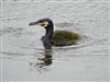 Photo of Cormorant at Hersey Reserve, Isle of Wight. Taken by Simon Linington on 27th March 2026.