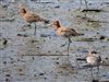 Photo of Black-tailed Godwit at Yarmouth Mill, Isle of Wight. Taken by Simon Linington on 28th March 2026.