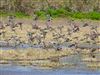 Photo of Teal at Rofford Marsh, Isle of Wight. Taken by Simon Linington on 28th March 2026.