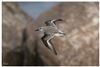 Photo of Sanderling at Seaview Duver, Isle of Wight. Taken by Lee Hodge on 16th February 2026.