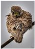 Photo of Kestrel at Yafford, Isle of Wight. Taken by Lee Hodge on 18th January 2026.