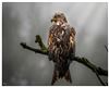 Photo of Red Kite at Bowcombe, Isle of Wight. Taken by Lee Hodge on 15th January 2026.