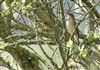Photo of Sedge Warbler at Brading Marsh, Isle of Wight. Taken by Alan Brown on 9th April 2026.