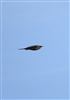 Photo of Cuckoo at Laundry Lane, Isle of Wight. Taken by Alan Brown on 26th April 2026.