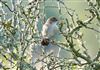 Photo of Cetti's Warbler at Laundry Lane, Isle of Wight. Taken by Alan Brown on 26th April 2026.