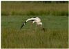 Photo of White Stork at Laundry Lane, Isle of Wight. Taken by Lee Hodge on 11th May 2026.
