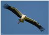 Photo of White Stork at Laundry Lane, Isle of Wight. Taken by Lee Hodge on 11th May 2026.