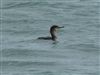 Photo of Shag at Fort Victoria, Isle of Wight. Taken by Andrew Twyman on 18th May 2026.