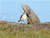 Photo of Wheatear at Thorness Bay, Isle of Wight. Taken by Andrew Twyman on 24th May 2026.