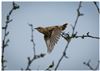 Photo of Whinchat at Laundry Lane, Isle of Wight. Taken by Lee Hodge on 5th May 2026.