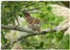 Photo of Cetti's Warbler at Laundry Lane, Isle of Wight. Taken by Lee Hodge on 5th May 2026.