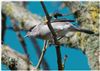 Photo of Blackcap at Centurian's Copse, Isle of Wight. Taken by Lee Hodge on 7th April 2026.