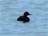 Photo of Common Scoter at Fort Victoria, Isle of Wight. Taken by Andrew Twyman on 15th June 2026.