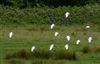 Photo of Cattle Egret at Brading Marsh, Isle of Wight. Taken by Mark Buckley on 15th June 2026.