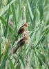 Photo of Bearded Tit. Taken by Keiron Vine.