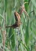 Photo of Bearded Tit. Taken by Keiron Vine.