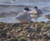 Photo of Mediterranean Gull at Shanklin Beach, Isle of Wight. Taken by Jon Sparshott on 6th July 2026.