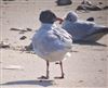 Photo of Mediterranean Gull at Shanklin Beach, Isle of Wight. Taken by Jon Sparshott on 12th July 2026.