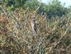 Photo of Cuckoo at Thorness Bay, Isle of Wight. Taken by Andrew Twyman on 2nd August 2026.