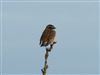Whinchat at Thorness Bay, Isle of Wight. Photographed by Andrew Twyman on 26th August 2026.