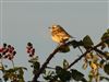 Whinchat at Thorness Bay, Isle of Wight. Photographed by Andrew Twyman on 31st August 2026.