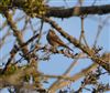 Photo of Spotted Flycatcher at Haddon's Pits, Isle of Wight. Taken by Mark Buckley on 4th August 2026.