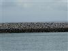 Mediterranean Gull at Cowes Harbour, Isle of Wight. Photographed by Andrew Twyman on 19th September 2026.