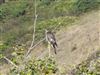 Sparrowhawk at Mottistone Down, Isle of Wight. Photographed by Andrew Twyman on 9th September 2026.
