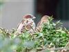 House Sparrow