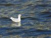 Black-headed Gull