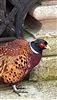 Pheasant