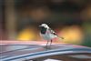 Pied Wagtail