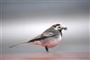 Pied Wagtail