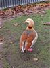 Egyptian Goose