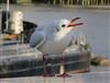 Black-headed Gull