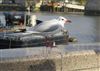 Black-headed Gull