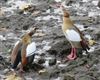 Egyptian Goose