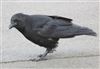 Carrion Crow