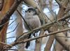 Photo of Long-tailed Tit at Burgess Park, London. Taken by Paul Boult on 10th December 2025.