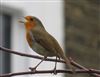 Photo of Robin at Hammersmith, London. Taken by Paul Boult on 15th January 2026.